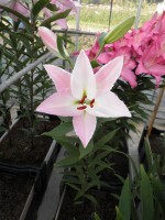 [1804 Pascoli No02.JPG]